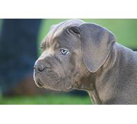 OZLHSP jigsaw 1000 Cane Corso Puppy Animals 75x50cm