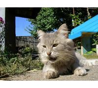 OZLHSP jigsaw 1000 Cats Animal 75x50cm