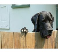 OZLHSP jigsaw 1000 Great Dane Animals 75x50cm