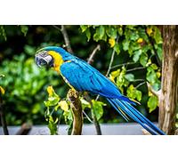 OZLHSP jigsaw 1000 Macaw Parrots Animal 75x50cm