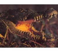 OZLHSP jigsaw 1000 piece Crocodiles Animal 75x50cm