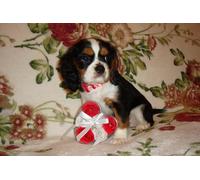 OZLHSP jigsaw 1000 piece King Charles Spaniel Puppies Animal 75x50cm