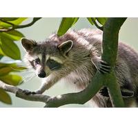 OZLHSP jigsaw 1000 piece Raccoons Animals 75x50cm