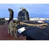 OZLHSP jigsaw 1000 pieces Cats Submarines Animals 75x50cm