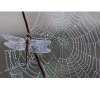 OZLHSP jigsaw 1000 pieces Dragonflies Spider Webs Animals 75x50cm