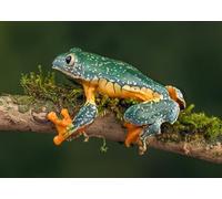OZLHSP jigsaw 1000 pieces for adults Frogs Fringed Leaf Frog Animals 75x50cm
