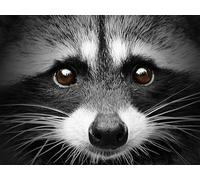 OZLHSP jigsaw 1000 pieces Raccoons Animals 75x50cm