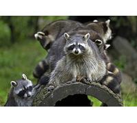 OZLHSP jigsaw 1000 pieces Raccoons Animals 75x50cm