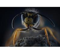 OZLHSP jigsaw 1000 pieces Wasps Animal 75x50cm