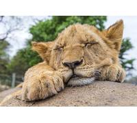 OZLHSP jigsaw 1500 Lions Animal 87x57cm