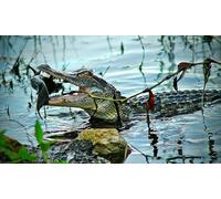 OZLHSP jigsaw 1500 piece Fish Crocodiles 87x57cm