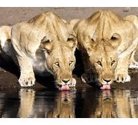 OZLHSP jigsaw 1500 piece Lions Big Cats Animal 87x57cm