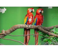 OZLHSP jigsaw 1500 piece Macaw Parrots Animal 87x57cm