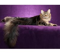 OZLHSP jigsaw 1500 piece Maine Coon Animal 87x57cm