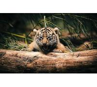 OZLHSP jigsaw 1500 piece Tigers Big Cats 87x57cm