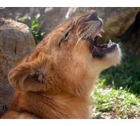 OZLHSP jigsaw 1500 pieces Animals Lions Big Cats 87x57cm