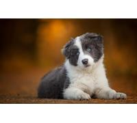 OZLHSP jigsaw 1500 pieces for adults Border Collie Puppies Animal 87x57cm