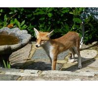 OZLHSP jigsaw 1500 pieces Fox Little Fox Animal 87x57cm
