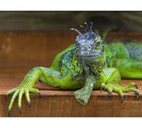 OZLHSP jigsaw 1500 pieces Iguanas Reptiles Animals 87x57cm