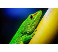 OZLHSP jigsaw 1500 pieces kids Lizard Reptiles 87x57cm