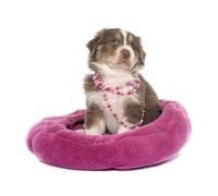 OZLHSP jigsaw 1500 Puppies Australian Shepherd Animals 87x57cm