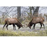 OZLHSP jigsaw 500 piece Deer Fighting Animal 52x38cm