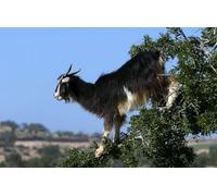 OZLHSP jigsaw 500 piece Goat Animal 52x38cm