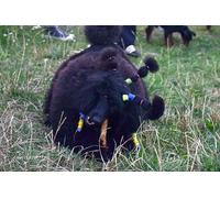 OZLHSP jigsaw 500 piece Poodle Animal 52x38cm