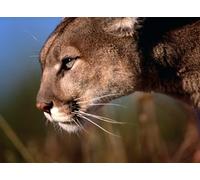OZLHSP jigsaw 500 piece Puma Big Cats Animal 52x38cm