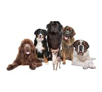 OZLHSP jigsaw 500 piece Saint Bernard Animals 52x38cm