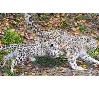 OZLHSP jigsaw 500 piece Snow Leopard Big Cats Cubs Animals 52x38cm