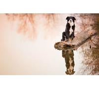 OZLHSP jigsaw 500 pieces Border Collie Animal 52x38cm