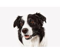 OZLHSP jigsaw 500 pieces Border Collie Animal 52x38cm