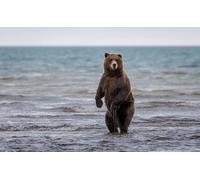OZLHSP jigsaw 500 pieces Brown Bears River Animal 52x38cm