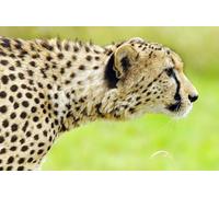 OZLHSP jigsaw 500 pieces for adults Cheetah Big Cats Animal 52x38cm