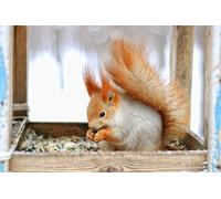 OZLHSP jigsaw 500 pieces for adults Squirrel Rodents Animal 52x38cm