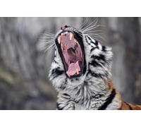 OZLHSP jigsaw 500 pieces for adults Tiger Big Animals 52x38cm