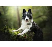 OZLHSP jigsaw 500 pieces kids Border Collie Animals 52x38cm