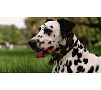 OZLHSP jigsaw 500 pieces kids Dalmatian Animal 52x38cm