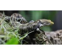 OZLHSP jigsaw 500 pieces kids Lizard Reptiles 52x38cm