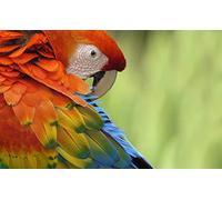 OZLHSP jigsaw 500 pieces kids Parrots Macaw Animals 52x38cm