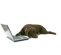 OZLHSP jigsaw 500 pieces Retriever Cane Corso Animals 52x38cm