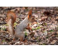 OZLHSP jigsaw 500 pieces Squirrel Rodents Animals 52x38cm