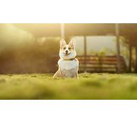 OZLHSP jigsaw 500 pieces Welsh Corgi Animals 52x38cm