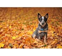 OZLHSP jigsaw adult puzzles 1000 pieces Australian Cattle Dog 75x50cm