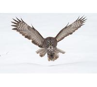 OZLHSP jigsaw adult puzzles 500 pieces Great Grey Owl Owls 52x38cm