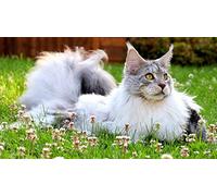 OZLHSP jigsaw adult puzzles 500 pieces Maine Coon Cats Fluffy Animals 52x38cm