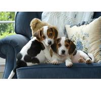 OZLHSP jigsaw board 1000 pieces Beagle Puppies Animals 75x50cm
