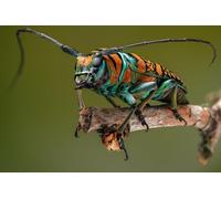 OZLHSP jigsaw board 1000 pieces Beetles Insect 75x50cm