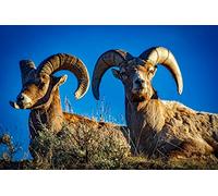 OZLHSP jigsaw board 1000 pieces Ram Sheep Animal 75x50cm